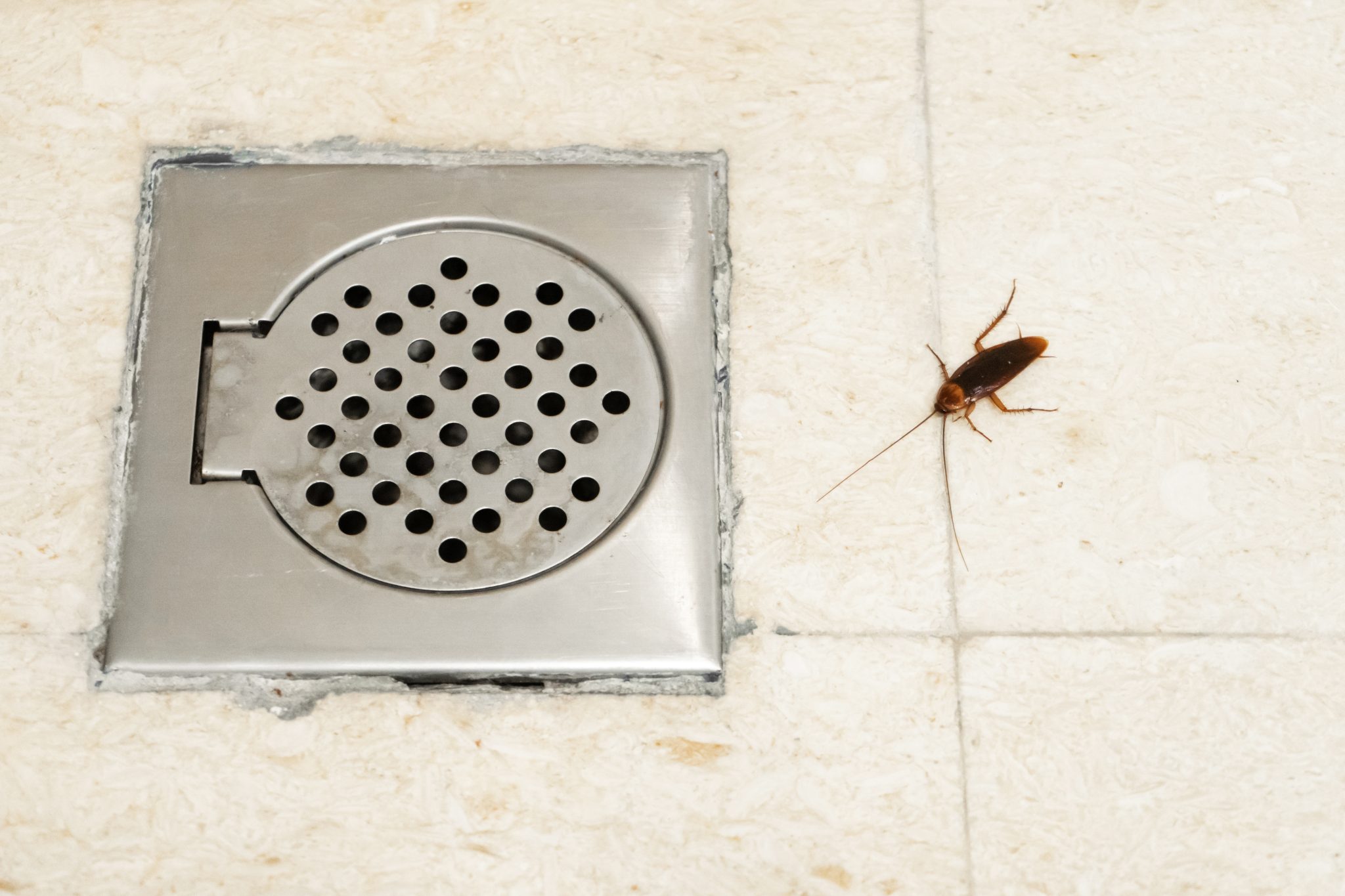 Cafard Salle De Bain